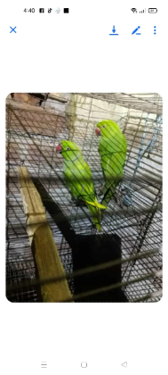 ইন্ডিয়ান রিংনেক